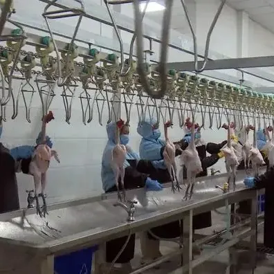 poultry processing slaughterhouse