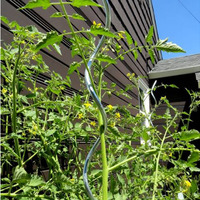 Tomate plantes en croissance Support métal galvanisé fil d'acier couleur verte peinture jardin fleur vente de courrier en ligne treillis Creepers