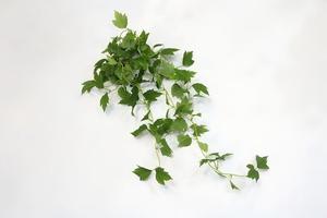Plantas Artificiales de Alta Simulación, Guirnalda de Enredadera, Follaje de Morera Colgante <span class=keywords><strong>para</strong></span> Pérgola, Valla, Patio, Decoración Rústica - Product Image 2
