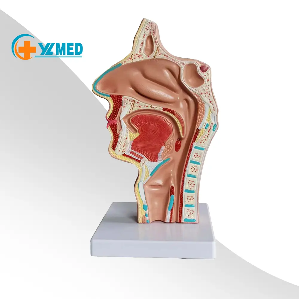 Modello di taglio laterale della gola del naso della bocca del modello di anatomia umana dell'attrezzatura medica di scienza medica di vendita calda