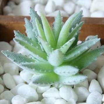 Pianta succulenta artificiale#1