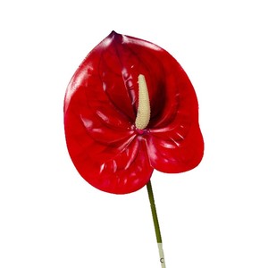 Bouquet de fleurs artificielles d'anthurium transfrontalier imprimé en 3D en plastique et tissu pour décoration de mariage, de maison et accessoires extérieurs - Product Image 5