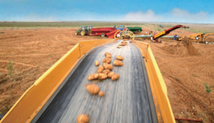 Fabricants chinois Machines agricoles Chaînes de convoyeur de pommes de terre - Product Image 2