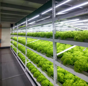 Sistema de Cultivo Hidropónico sin Suelo para Repollo y Lechuga, Canal NFT de PVC, Solución Nutritiva, Sistema de Riego Hidropónico - Product Image 4