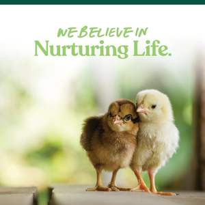 LOGO personnalisé Booster d'œufs <span class=keywords><strong>pour</strong></span> poules - Supplément vitaminique Oméga-3 <span class=keywords><strong>pour</strong></span> poules pondeuses - Soutien à la santé des œufs et des plumes - Traitement naturel - Product Image 6