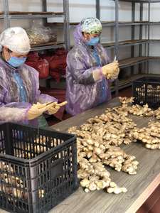 Vente en gros de racine de gingembre frais biologique Gingembre mature de haute qualité fabriqué au Vietnam Fabricant - Product Image 5