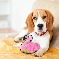 Jouets en peluche pour chiens en gros du fabricant, vente chaude, jouet à mâcher couineur pour animaux de compagnie