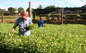 Nuevo Lote de <span class=keywords><strong>Yerba</strong></span> Mate Orgánica Tradicional, Suministro de Fábrica - Product Image 5