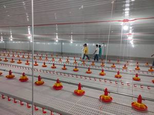 Volaille — prix d'usine, nouveau Design moderne automatique, équipement agricole de volaille préfabriqués - Product Image 2