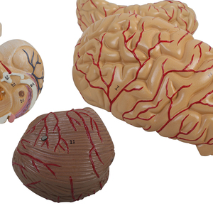 Mẫu Vật Giảng Dạy <span class=keywords><strong>Cerebrum</strong></span> Não Giải Phẫu Bộ Não Con Người Mô Hình Cho Bán Cho Các Trường Học - Product Image 6