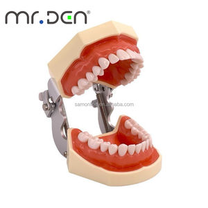 Modèle d'Enseignement <span class=keywords><strong>Dentaire</strong></span> Mr.Den 28/32 Pièces, Modèle de Mâchoire Standard pour l'Enseignement, Modèle <span class=keywords><strong>Dentaire</strong></span> en Résine, <span class=keywords><strong>Appareil</strong></span> Oral pour l'Implantation, pour la Démonstration d'Enseignement, CE - Product Image 1