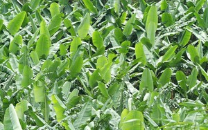 Màu hồng <span class=keywords><strong>NPK</strong></span> Phân bón hòa tan trong nước 18-9-27 - Product Image 6