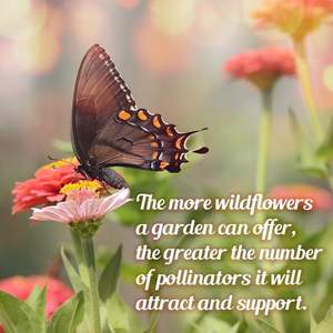 Paquete de 1 onza de Semillas de Mariposa Monarca, <span class=keywords><strong>Flores</strong></span> Silvestres, Anuales y Perennes de Autoestimulación, Sin Aditivos, Semillas de Lechosa, Macetas, Jardineras - Product Image 5