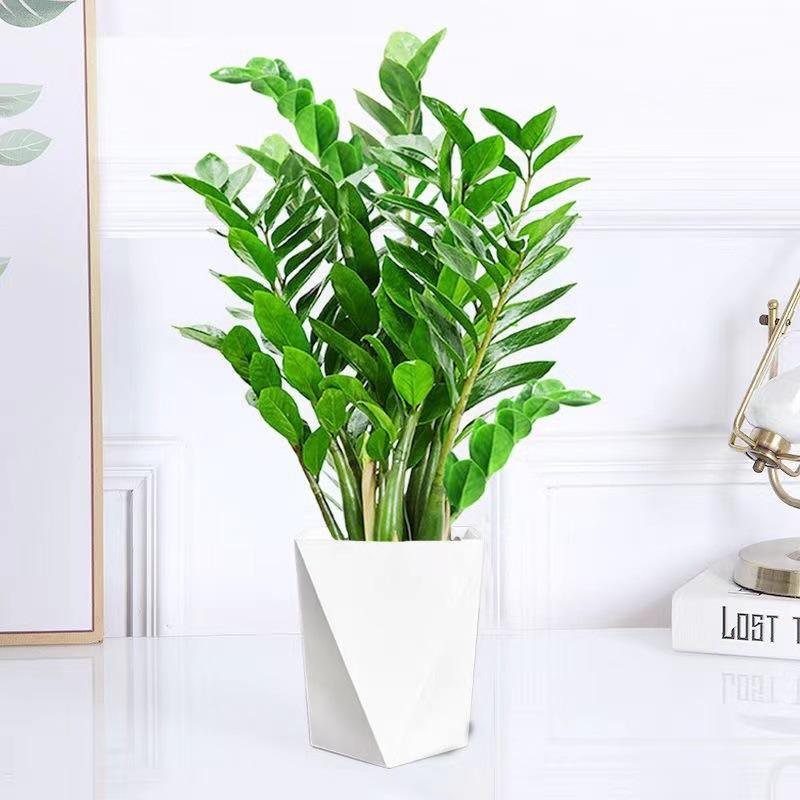 Comprend pot + lanterne + ruban + engrais