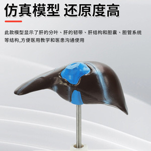 Modèles pédagogiques de l'anatomie du foie humain, y compris le hilum du foie, les vaisseaux sanguins, le lobe du foie, la vésicule biliaire, etc. - Product Image 5