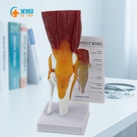 Modelo de Simulación de Ciencia Médica de la Articulación de la Rodilla Humana con Músculos, Ligamentos y Tendones como Recursos de Enseñanza Yulin CE/ISO