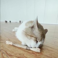 Mélange de Silvervine Biologique avec Catnip Naturel et Fruit de Gall pour le Nettoyage des Dents et la Santé des Molaires – Jouet à Mâcher Interactif pour Chatons et Chats