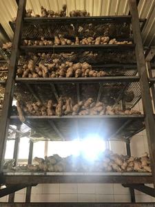 المنتجون الصينيون يبيعون الزنجبيل الصيني الطازج الناضج مباشرة من المزرعة - Product Image 6