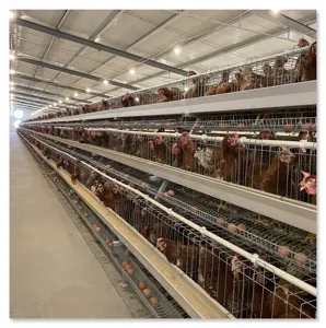 160 gallinero automático para 160 pollos grandes jaulas industriales para animales de Gallinero