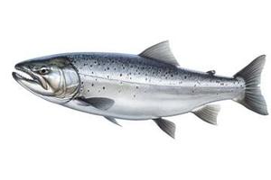 <span class=keywords><strong>Salmone</strong></span> Atlantico Intero Congelato BQF Premium 100% Naturale, Basso Contenuto di Carboidrati, Alto Contenuto Proteico, Esportazione all'Ingrosso per Servizi di Ristorazione - Product Image 6