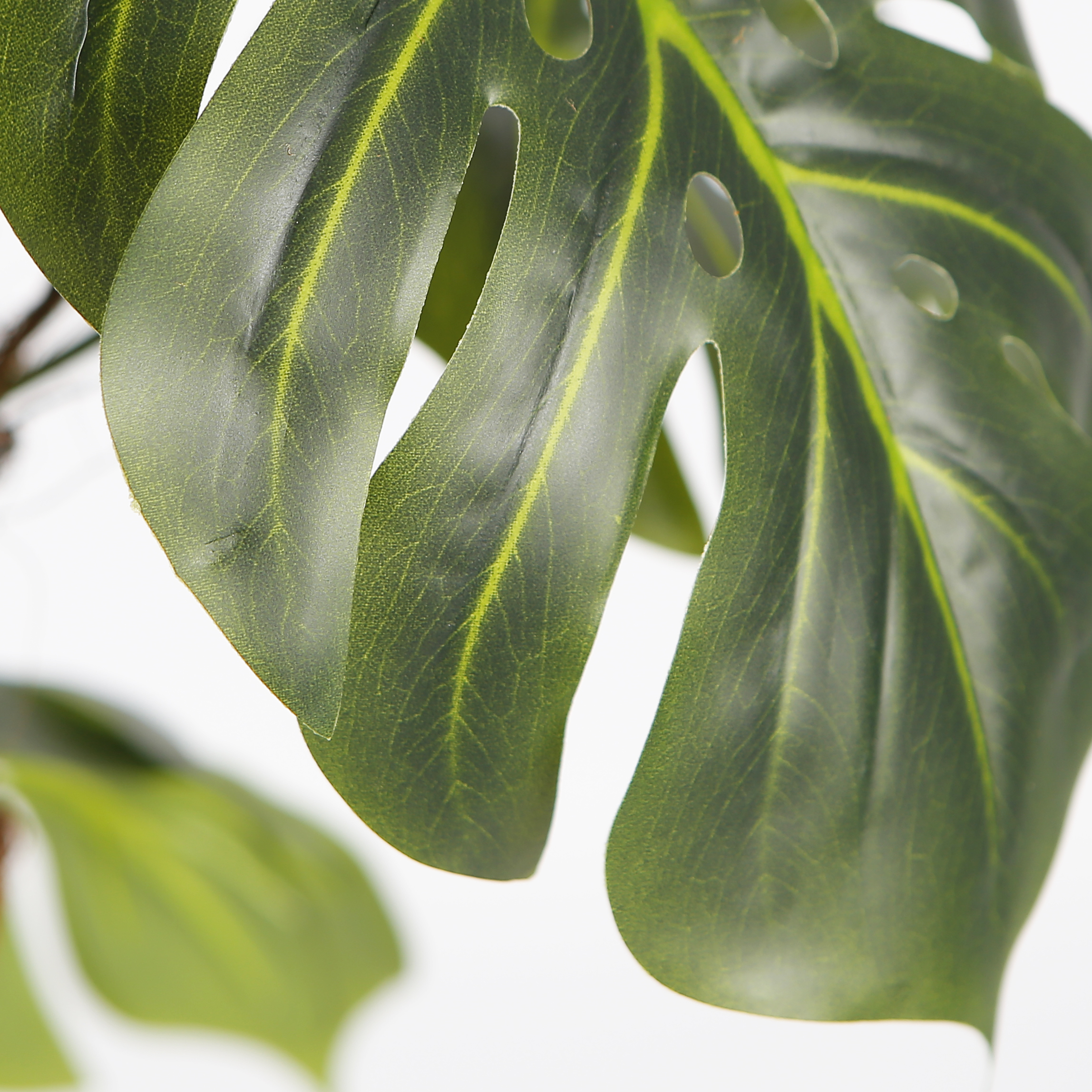 burgmansia plant 140cm