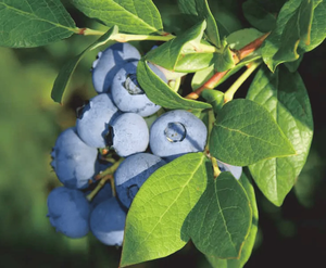 GMP-055 Atacado Pure Nature Blueberry Extrato Antocianina Boldo Extrato Em Pó - Product Image 5