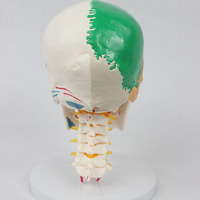Modelo de Enseñanza Cervical Avanzado DARHMMY, 7 Vértebras con Cráneo Separado en Medio Color y Visualización de Origen/Inserción Muscular en Medio Color