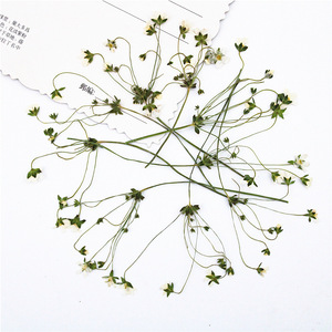 Fleurs blanches étoilées séchées et pressées avec tiges pour résine, coques de téléphone, marque-pages, scrapbooking et artisanat - Product Image 1