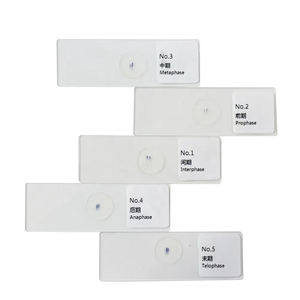 <span class=keywords><strong>Mitosis</strong></span> <span class=keywords><strong>en</strong></span> células vegetales Imágenes Punta de raíz de cebolla que muestra todas las etapas Juegos de diapositivas preparadas educativas - Product Image 1