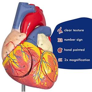 Structure vasculaire d'organe viscéral agrandie 2 fois modèle de coeur anatomique modèle de coeur humain avec appendice auriculaire anatomique - Product Image 5