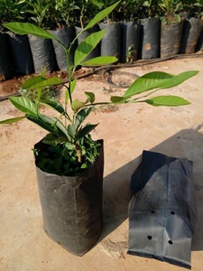 Macetas Biodegradables de Diferentes Tamaños para Plantas de Jardín, Frutas, Vegetales y Flores, con Orificios Transpirables para Semillas - Product Image 5