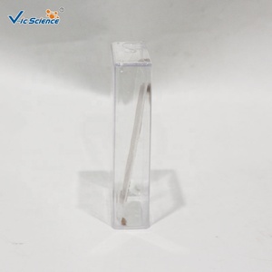 Campione di Nereide Marina Immersa in Soluzione Chimica, Vero Esemplare di Verme Segmentato per l'Educazione in Classe di Invertebrati CE/ISO/ROHS - Product Image 4