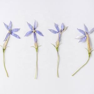 12 stelle pz/pacco floreale naturale <span class=keywords><strong>blu</strong></span> per resina arte artigianale cornice candela <span class=keywords><strong>e</strong></span> Reed diffusore vero fiore pressato - Product Image 2