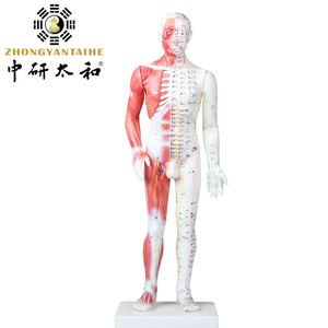 Modèle d'<span class=keywords><strong>acupuncture</strong></span> chinoise avec muscles 60/85/170cm Modèle de <span class=keywords><strong>points</strong></span> d'<span class=keywords><strong>acupuncture</strong></span> du corps humain - Product Image 2