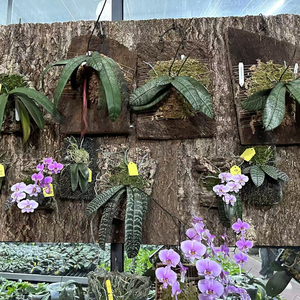 Custom Natrual Virgin Cork Bark Flats Base <span class=keywords><strong>de</strong></span> plantación <span class=keywords><strong>de</strong></span> <span class=keywords><strong>corcho</strong></span> para orquídeas Airplants Reptiles Terrarios - Product Image 1