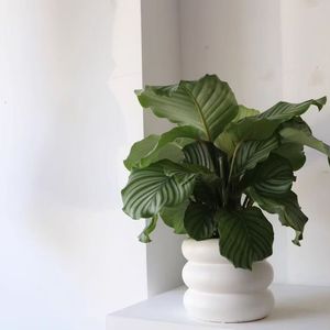 Pot de fleurs en céramique OEM, motif pneu, couleur Morandi, pour plantes Phalaenopsis, petit pot d'<span class=keywords><strong>intérieur</strong></span> pas cher pour plantes succulentes - Product Image 4