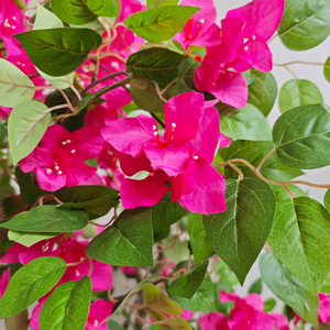 <span class=keywords><strong>Arbre</strong></span> artificiel de bougainvillier de haute qualité en gros, <span class=keywords><strong>arbre</strong></span> à fleurs artificiel en pot pour la décoration intérieure et extérieure de mariages, hôtels et maisons - Product Image 5
