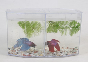 Caja de peces de lucha doble en forma de <span class=keywords><strong>diamante</strong></span> perforado de alta transparencia Caja de aislamiento de pecera de lucha caja de eclosión - Product Image 2