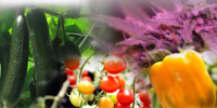 Système de culture aéroponique vertical bon marché et de bonne qualité pour les herbes, concombres et jalapeno d'aérogardin