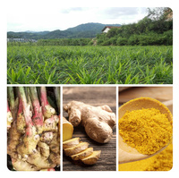 Poudre de Curcuma en Gros Épices de Haute Qualité Épice Herbe Biologique Curcuma Entièrement Séché