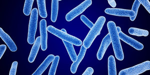 <span class=keywords><strong>Lactobacillus</strong></span> Plantarum CCFM8610 en Polvo, Probiótico Clínicamente Probado, Equilibrio del Microbioma <span class=keywords><strong>Intestinal</strong></span>, Gran Venta - Product Image 5