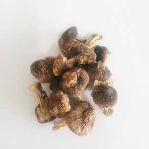 Deliciosos Hongos Shiitake Secos, <span class=keywords><strong>Matsutake</strong></span> Seco, <span class=keywords><strong>Tricholoma</strong></span> <span class=keywords><strong>Matsutake</strong></span> Seco - Product Image 1