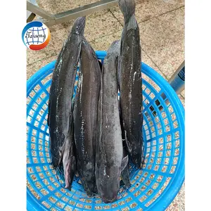 fish food african clarius catfish