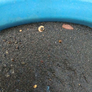 อุปกรณ์แยกทองคำแบบใช้มือ<span class=keywords><strong>หมุน</strong></span> ทำจากพลาสติก ทนทาน ใช้งานง่าย เหมาะสำหรับล้างทรายในแม่น้ำ - Product Image 6