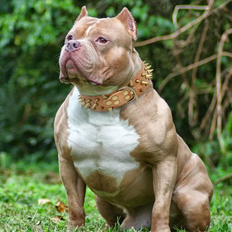 2024 Hot Selling Pu Punk Rivet Dog Collar Durable Pet Dog Spiked Collar