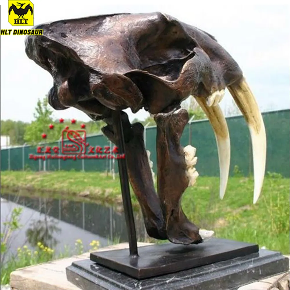 Museum <span class=keywords><strong>apparatuur</strong></span> prehistorisch dier schedel fossiele- sabel- getande tijger schedel