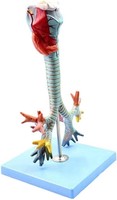 Modèle anatomique du larynx, de la trachée et du système bronchique humain, modèle anatomique du larynx, bronchoscopie, modèles pédagogiques pulmonaires pour la recherche