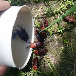 Trampa de Plástico Multifuncional Negra para Insectos, Coleópteros y Escarabajos, Dispositivo para Exteriores, Apta para Todas las Estaciones - Product Image 2