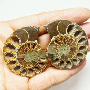 Naturale lucido fetta di conchiglia fossili ammonite coppia esemplare minerale