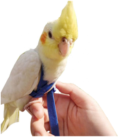 Perroquet pour animaux de compagnie Harnais pour oiseaux Laisse Réglable Harnais Volant Corde de Traction avec Aile Mignonne pour Perroquets Pigeons Perruque